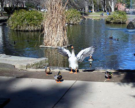 Our visit to the duck pond