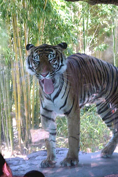 Sacramento Zoo, Tiger