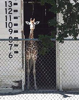 Sacramento Zoo, Giraffe